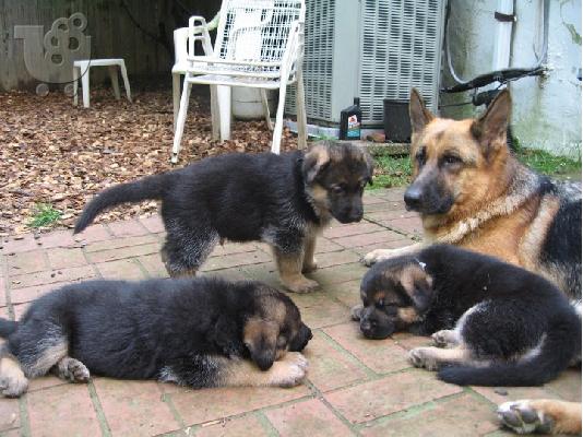 GERMAN SHEPHERD
